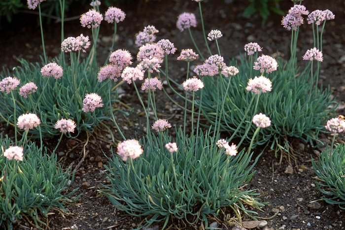 Ornamental Onion - Allium senescens 'Glaucum' from E.C. Brown's Nursery