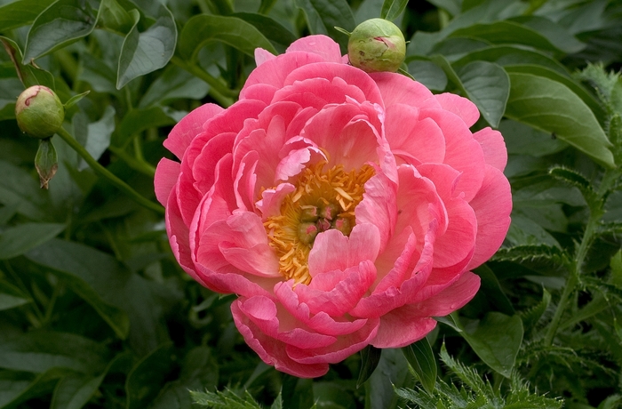 'Coral Sunset' Peony - Paeonia 'Coral Sunset' from E.C. Brown's Nursery