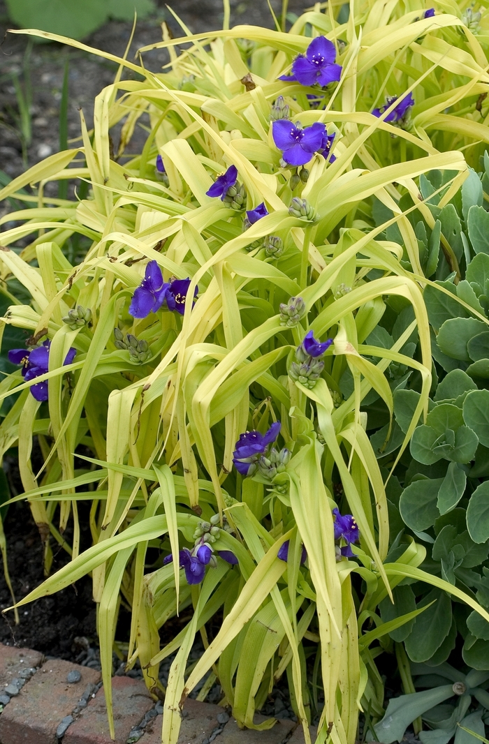 Virginia Spiderwort - Tradescantia andersoniana 'Blue and Gold' from E.C. Brown's Nursery