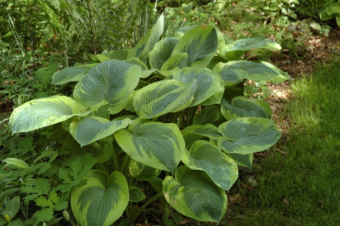 'Frances Williams' Plantain-Lily - Hosta from E.C. Brown's Nursery