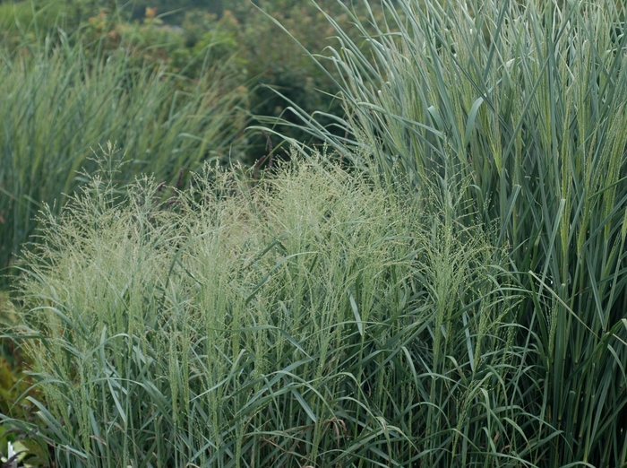 Switch Grass - Panicum virgatum 'Prairie Sky' from E.C. Brown's Nursery