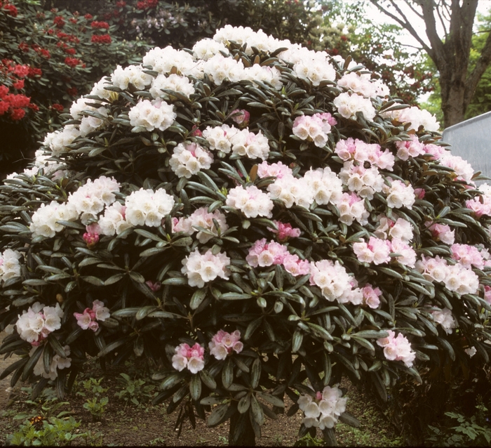 Rhododendron - Rhododendron yakushimanum from E.C. Brown's Nursery
