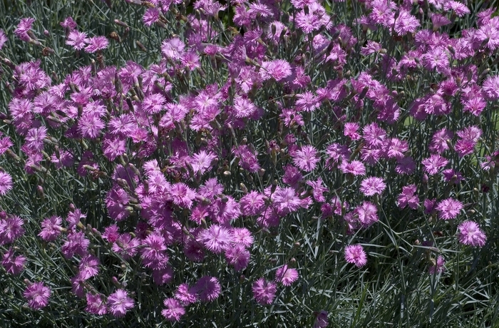 Mountain Mist Cheddar Pink - Dianthus 'Mountain Mist' (Cheddar Pink) from E.C. Brown's Nursery