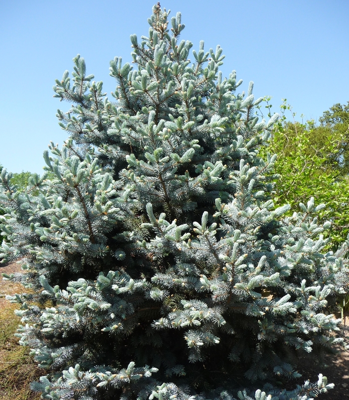 'Hoopsii' - Picea pungens from E.C. Brown's Nursery