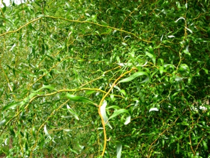Golden Curls (Erythroflexuosa) Corkscrew Willow - Salix matsudana x alba 'Golden Curls (Erythroflexuosa)' (Corkscrew Willow) from E.C. Brown's Nursery