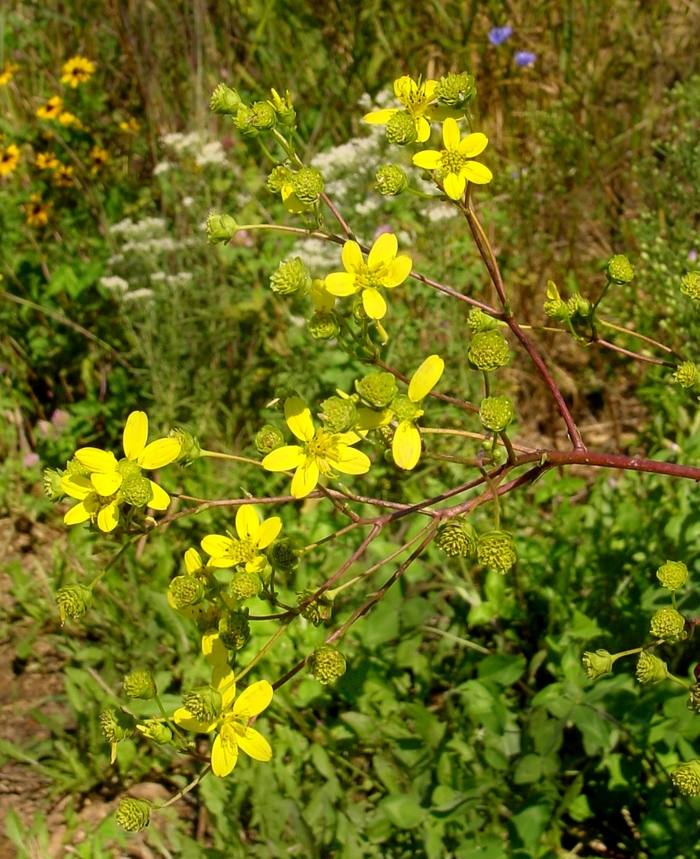 Prairie Dock - Silphium terebinthinaceum from E.C. Brown's Nursery