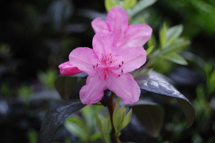 'Olga Mezitt' - Rhododendron hybrid from E.C. Brown's Nursery