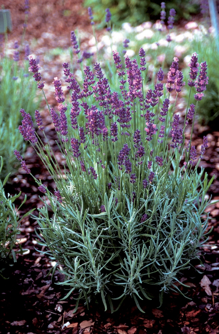 English Lavender - Lavandula angustifolia 'Hidcote Superior' from E.C. Brown's Nursery