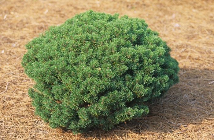 'Mops' Mugo Pine - Pinus mugo from E.C. Brown's Nursery