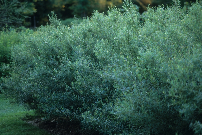 Dwarf Arctic Willow - Salix purpurea 'Nana' from E.C. Brown's Nursery