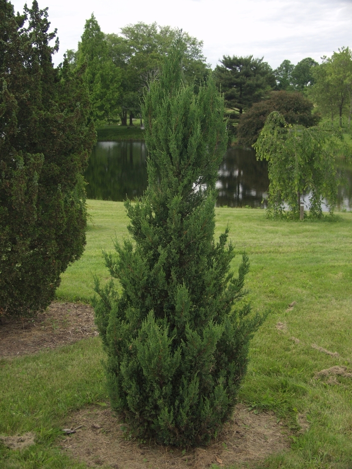 Blue Point Chinese Juniper - Juniperus chinensis 'Blue Point' (Chinese Juniper) from E.C. Brown's Nursery