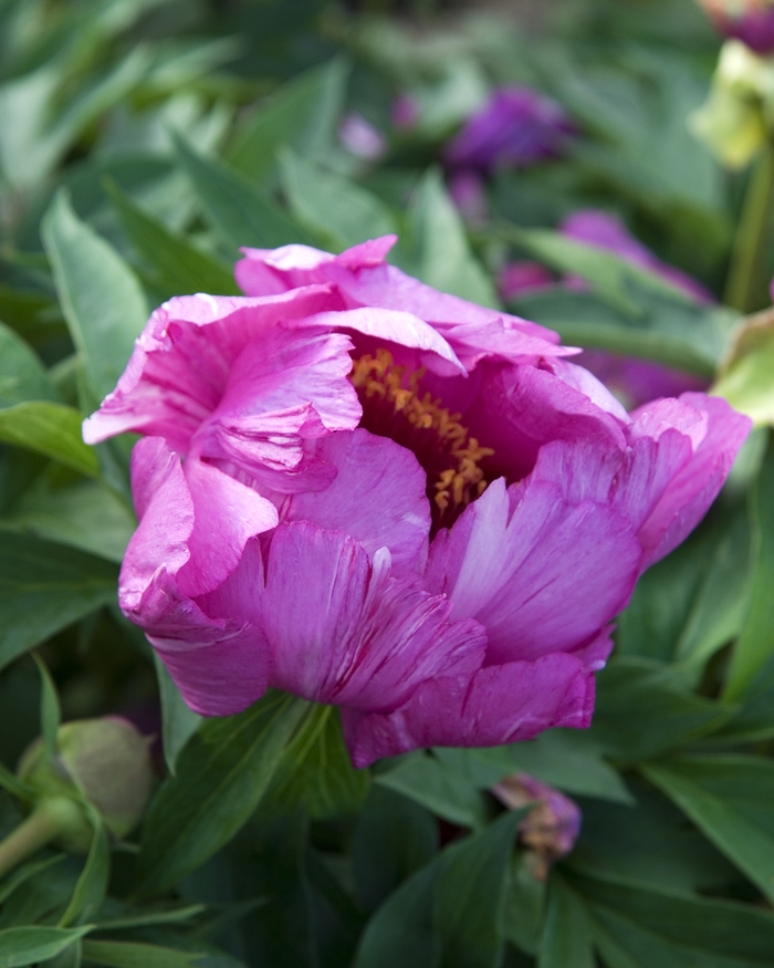 ITOH Peony - Paeonia ITOH 'Morning Lilac' from E.C. Brown's Nursery