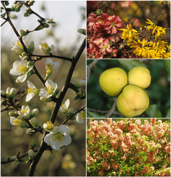 Chaenomeles - Flowering Quince - Multiple Varieties from E.C. Brown's Nursery