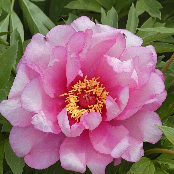 First Arrival Itoh Peony - Paeonia 'First Arrival' (Itoh Peony) from E.C. Brown's Nursery