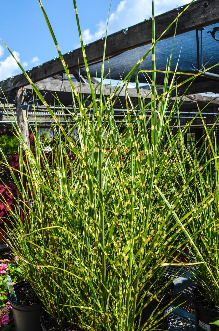 'Strictus' Porcupine Grass - Miscanthus sinensis from E.C. Brown's Nursery