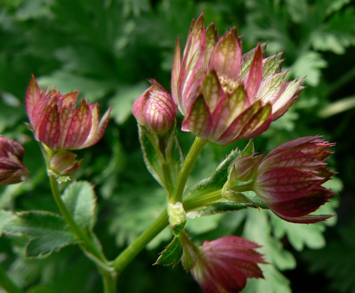 Red Masterwort - Astrantia major 'Moulin Rouge' from E.C. Brown's Nursery