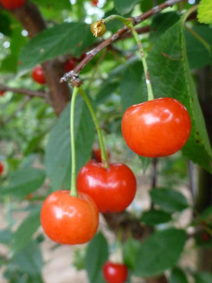 Montmorency Cherry - Cherry 'Montmorency' from E.C. Brown's Nursery