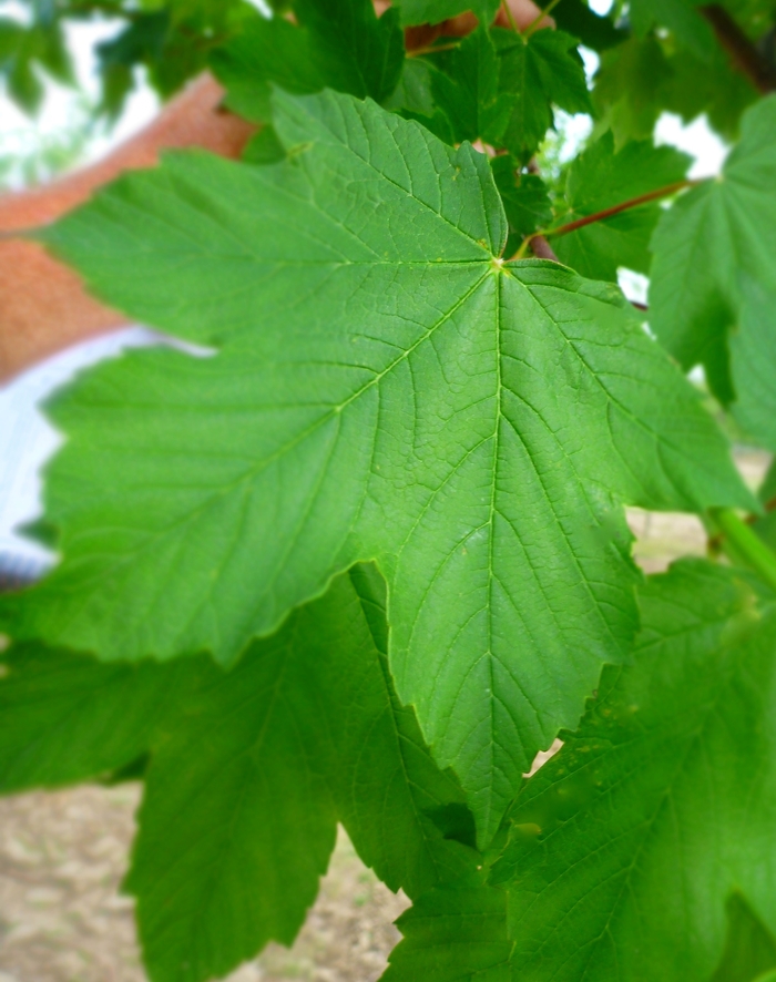 Sycamore Maple - Acer pseudoplatanus from E.C. Brown's Nursery