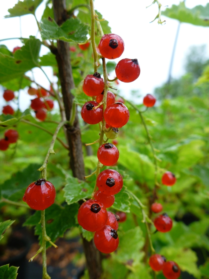 Red Lake Currant - Currant 'Red Lake' from E.C. Brown's Nursery