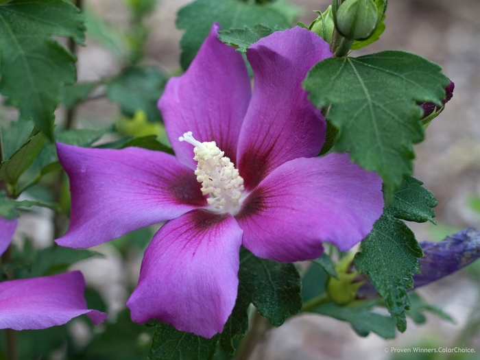 Rose of Sharon - Hibiscus syriacus 'ILVOPS' PP28839 CBR6189 (Rose of Sharon) from E.C. Brown's Nursery