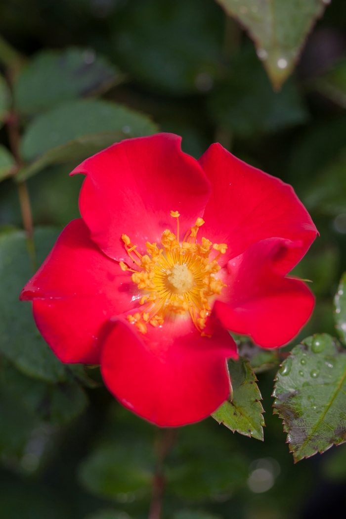Easy Elegance® 'Screaming Neon Red™' - Rosa 'BAIneon' from E.C. Brown's Nursery