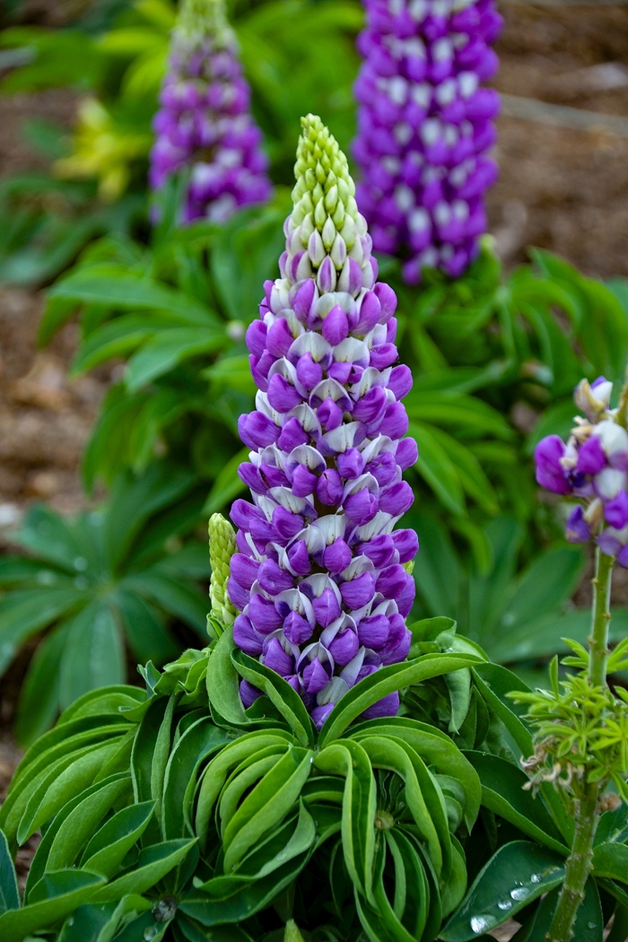 Mini Gallery™ 'Blue Bicolor' - Lupinus polyphyllus () from E.C. Brown's Nursery