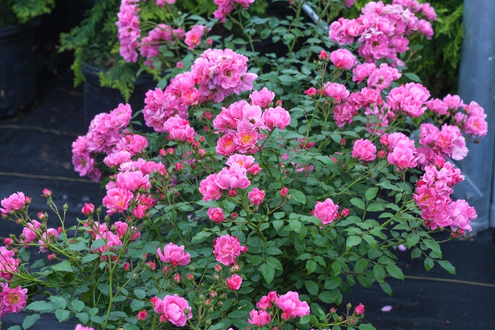 Oso Easy® Double Pink - Rosa x from E.C. Brown's Nursery