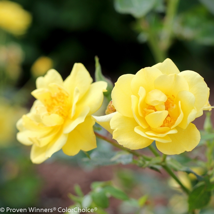 Oso Easy Lemon Zest® Landscape Rose - Rosa 'Chewhocan' PP26914, Can 5130 (Landscape Rose) from E.C. Brown's Nursery