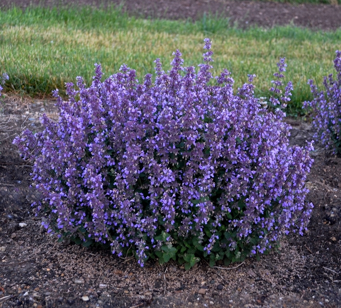 Cat's Pajamas Catmint - Nepeta 'Cat's Pajamas' PPAF, Can PBRAF (Catmint) from E.C. Brown's Nursery