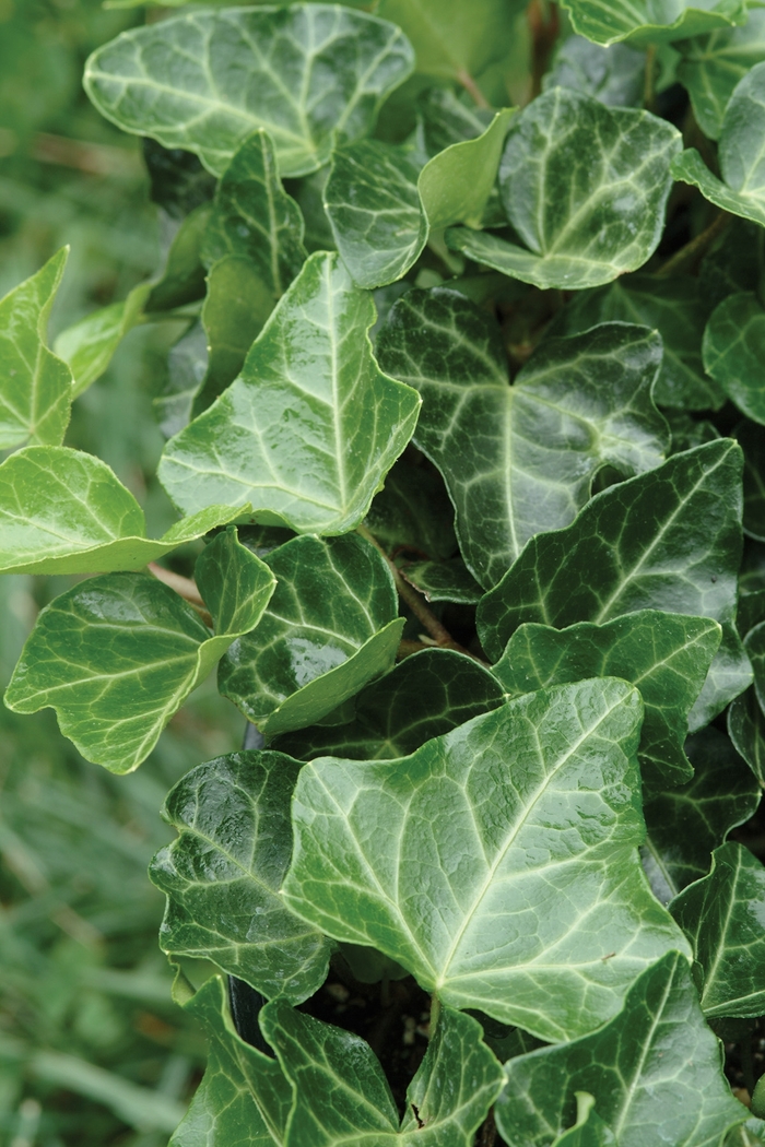 Thorndale English Ivy - Hedera helix 'Thorndale' (English Ivy) from E.C. Brown's Nursery