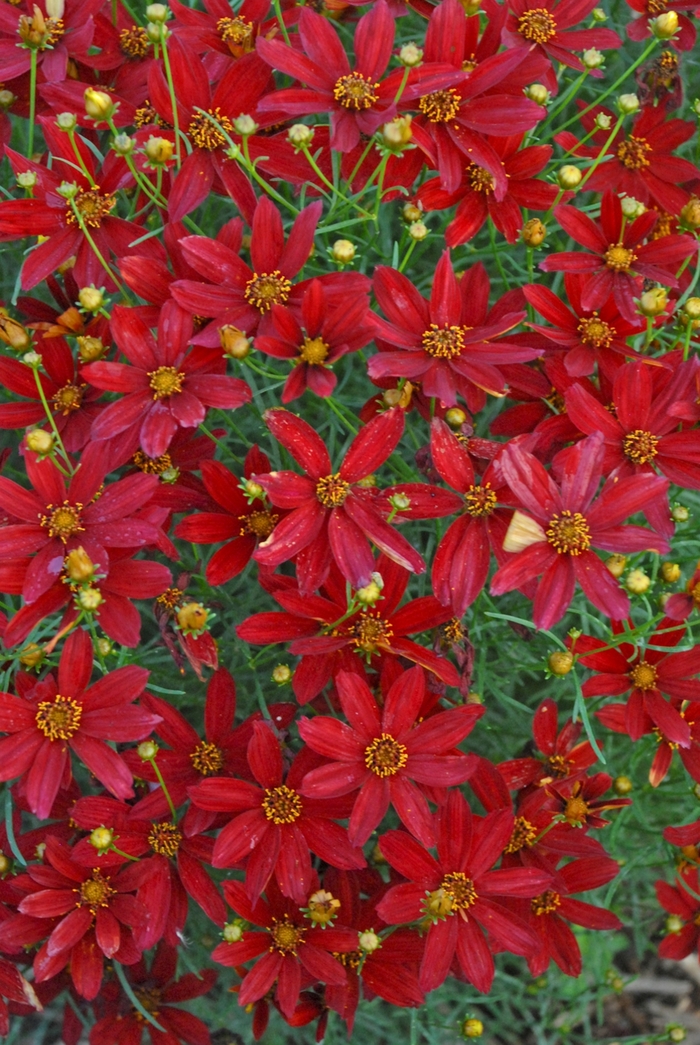 Sizzle & Spice® Hot Paprika - Coreopsis verticillata 'Hot Paprika' (Tickweed) from E.C. Brown's Nursery