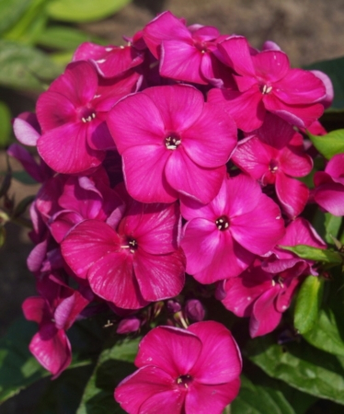 Bambini® Desire - Phlox paniculata 'Versde' PP27557 (Garden Phlox) from E.C. Brown's Nursery