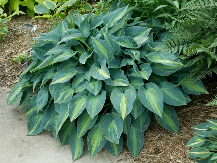 Plantain Lily - Hosta 'June' from E.C. Brown's Nursery