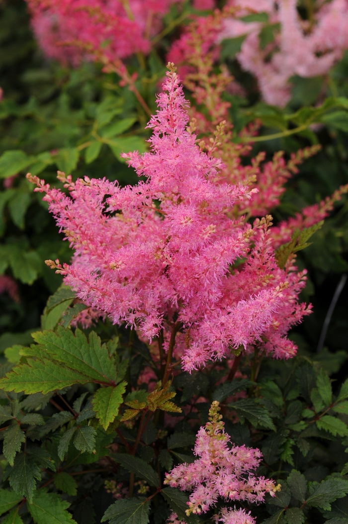 Younique™ Pink - Astilbe japonica (False Spirea) from E.C. Brown's Nursery