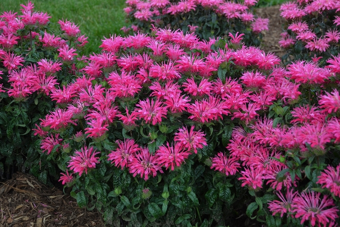 Electric Neon Pink Bee Balm - Monarda 'Electric Neon Pink' PPAF (Bee Balm) from E.C. Brown's Nursery