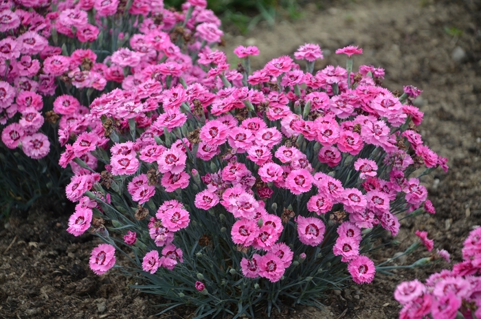 Pretty Poppers™ Cute as a Button - Dianthus 'Cute as a Button' (China Pinks, Cheddar Pinks) from E.C. Brown's Nursery