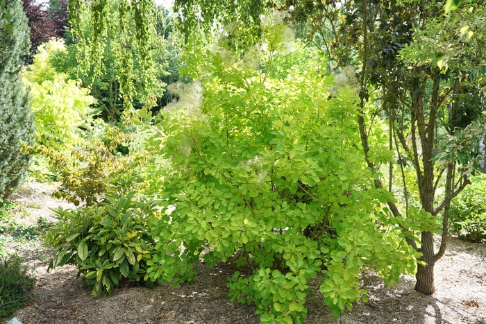 Winecraft Gold® - Cotinus coggygria from E.C. Brown's Nursery
