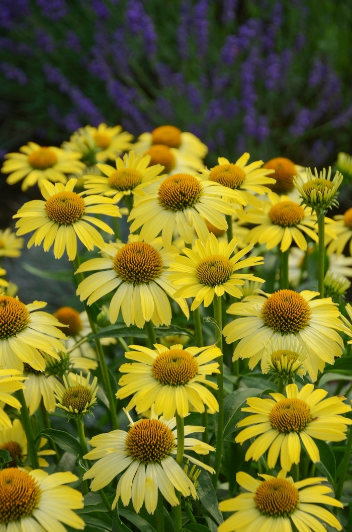 Coneflower - Echinacea 'Cleopatra' from E.C. Brown's Nursery