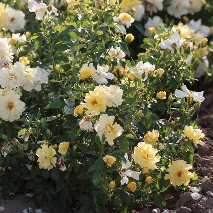 Lemon Drift® Rose - Rosa 'Meisentmil' PP#20635 (Rose) from E.C. Brown's Nursery
