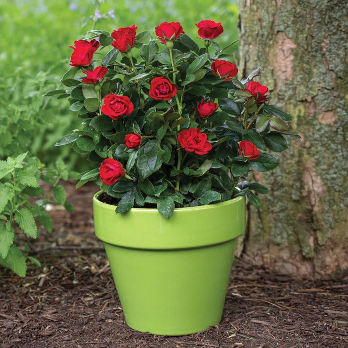 Petite Knock Out® - Rose from E.C. Brown's Nursery
