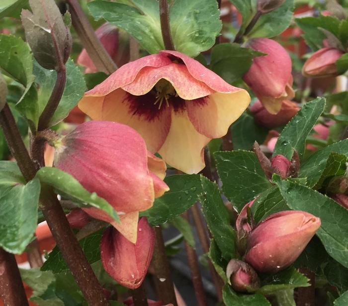 Honeymoon® 'Sandy Shores' - Helleborus (Lenten Rose) from E.C. Brown's Nursery