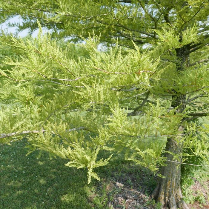 Bald Cypress - Taxodium distichum (Bald Cypress) from E.C. Brown's Nursery