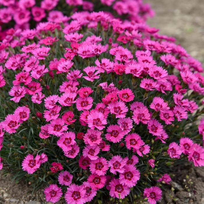 'Paint the Town Fancy' - Dianthus hybrid from E.C. Brown's Nursery