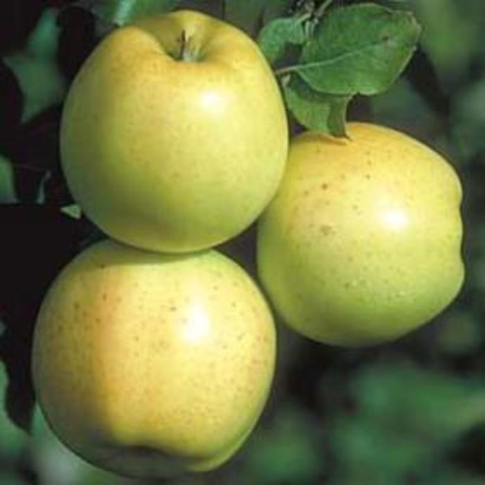 Honeygold Apple - Apple 'Honeygold' from E.C. Brown's Nursery