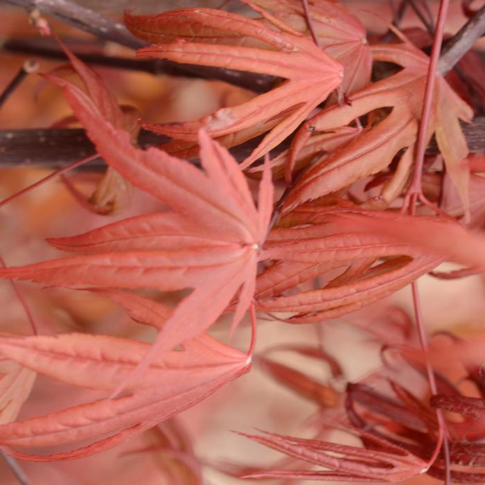 Emperor 1® Japanese Maple - Acer palmatum 'Wolff' (Japanese Maple) from E.C. Brown's Nursery