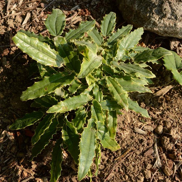 'Sandy Claws' Barrenwort - Epimedium wushanense from E.C. Brown's Nursery