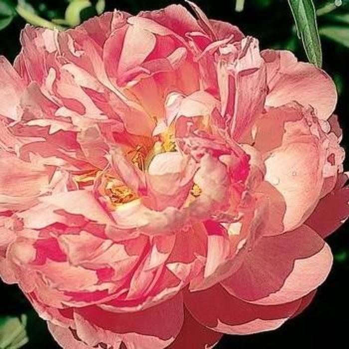 'Coral Supreme' Coral Supreme Peony - Paeonia from E.C. Brown's Nursery