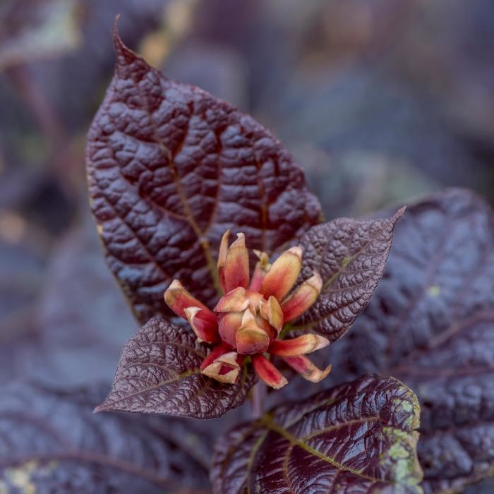 'Burgundy Spice' Purple-leaf Sweetshrub - Calycanthus floridus from E.C. Brown's Nursery