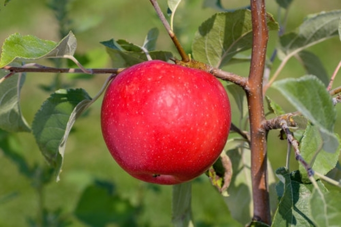 Royal Red Honeycrisp SD Apple - Apple 'Royal Red Honeycrisp' from E.C. Brown's Nursery