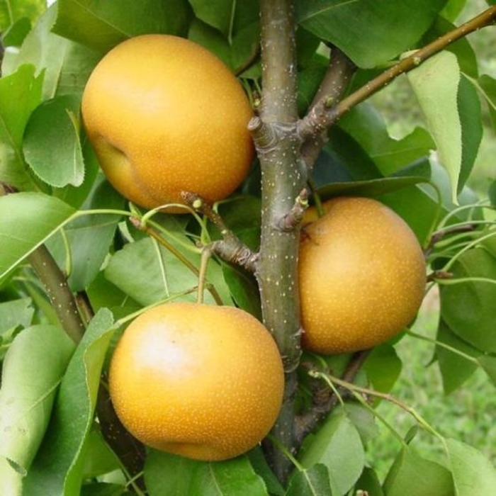 Chujuro Asian Pear - Pyrus (Asian Pear) 'Chujuro' from E.C. Brown's Nursery